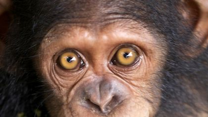 Příběh šimpanzího sirotka